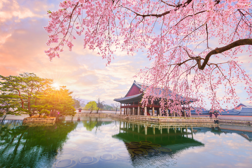 Experience the Magic of Cherry Blossoms: Best Spots in Korea